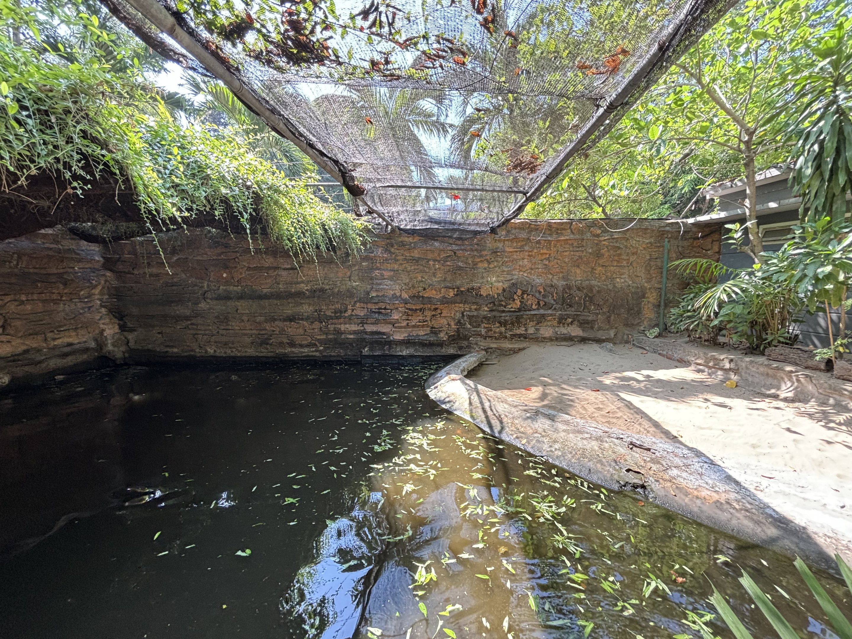 Green Sea Turtle Exhibit #1