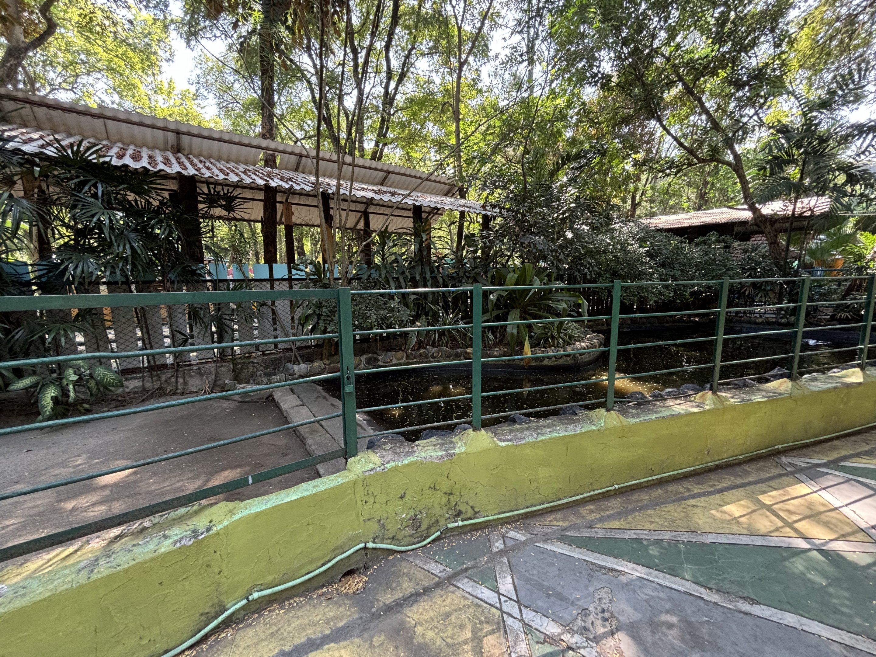 Green Sea Turtle Exhibit #2