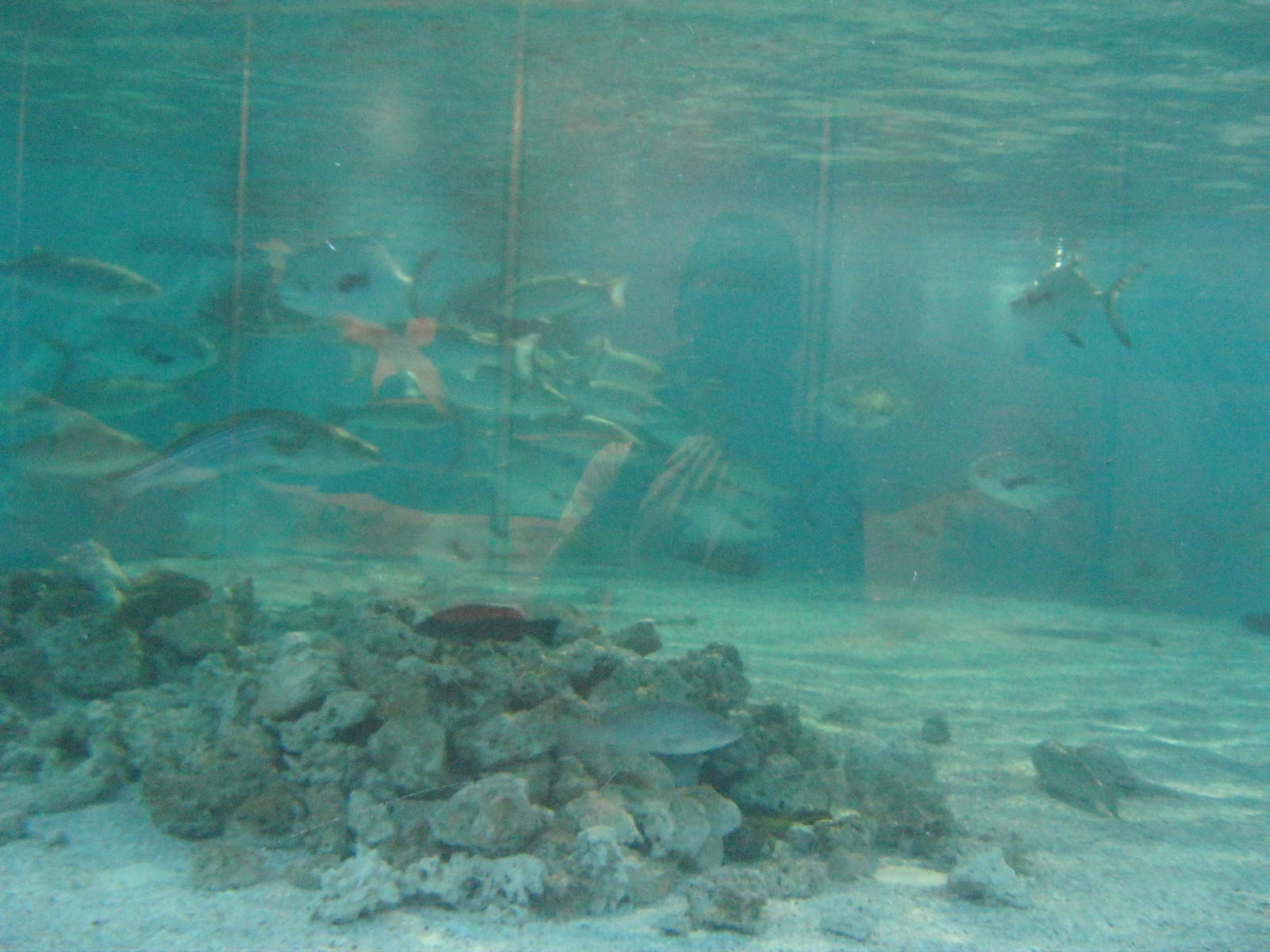 Green Sea Turtle Exhibit