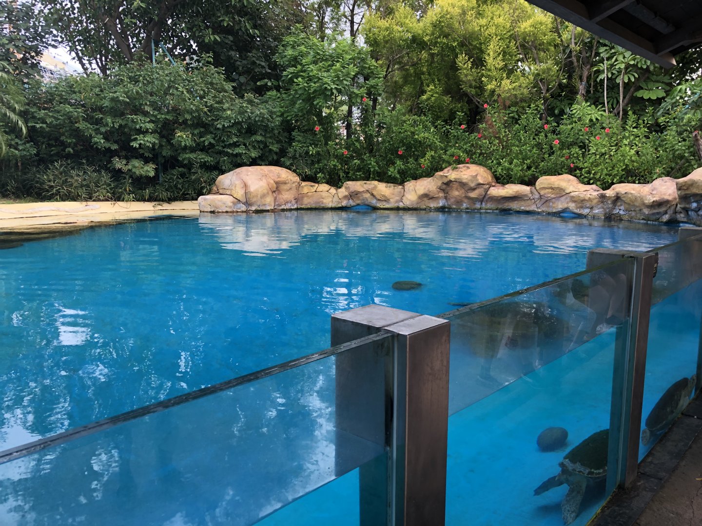 Green Sea Turtle Exhibit