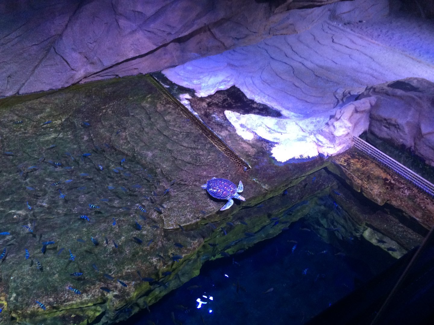 Green Sea Turtle Exhibit