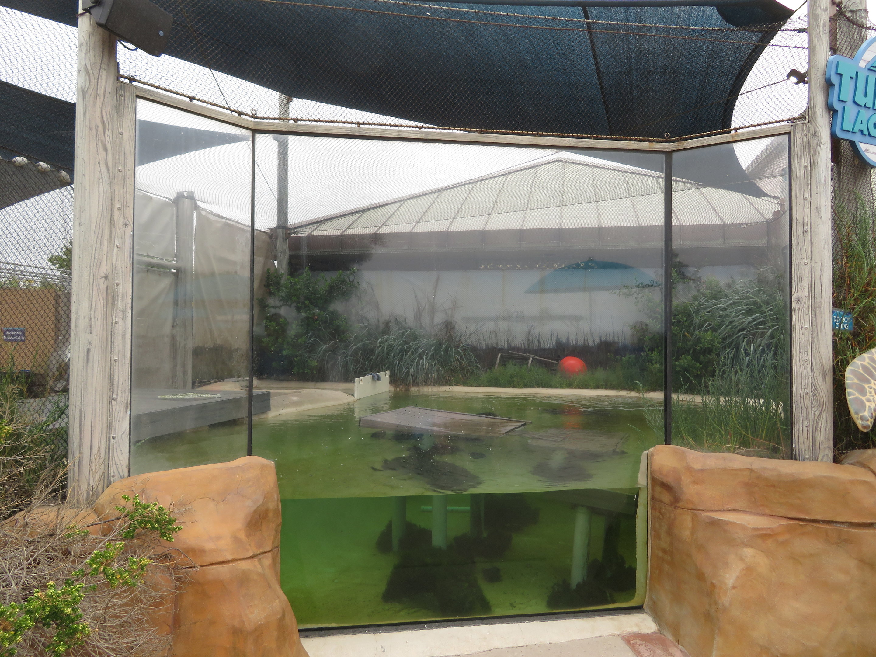 Green Sea Turtle Exhibit