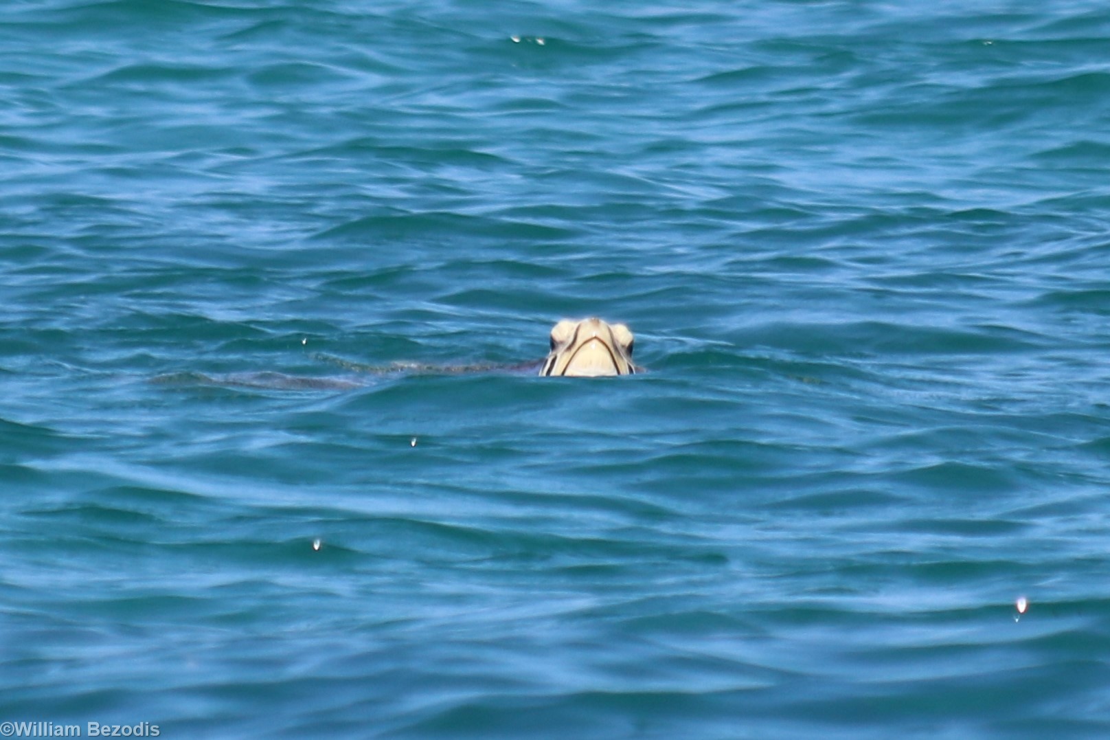 Green Sea Turtle - Green Island