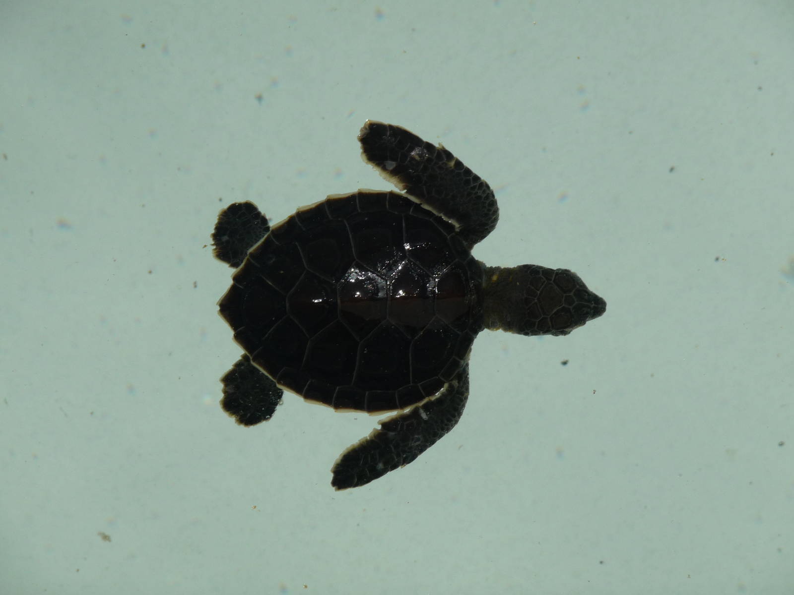 green sea turtle hatchling xcaret park