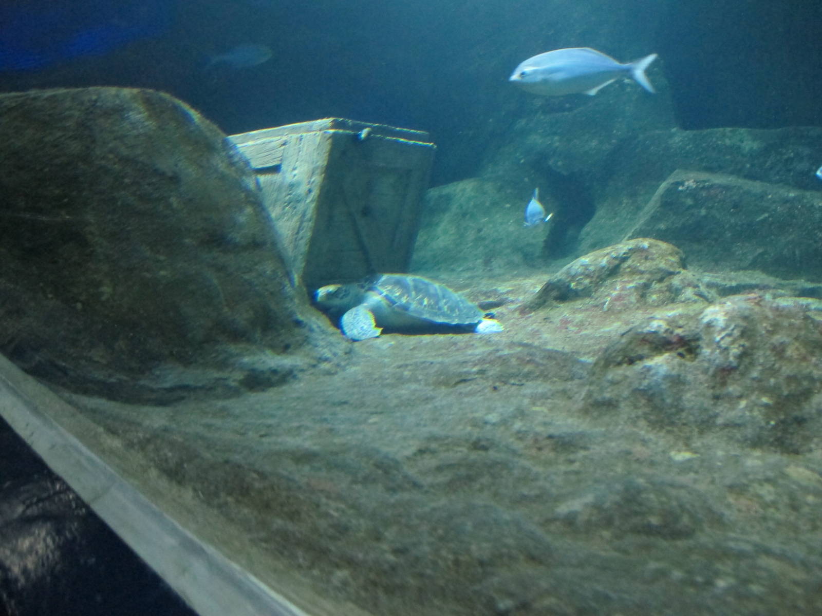 Green Sea Turtle - Kelly Tarlton's 2012