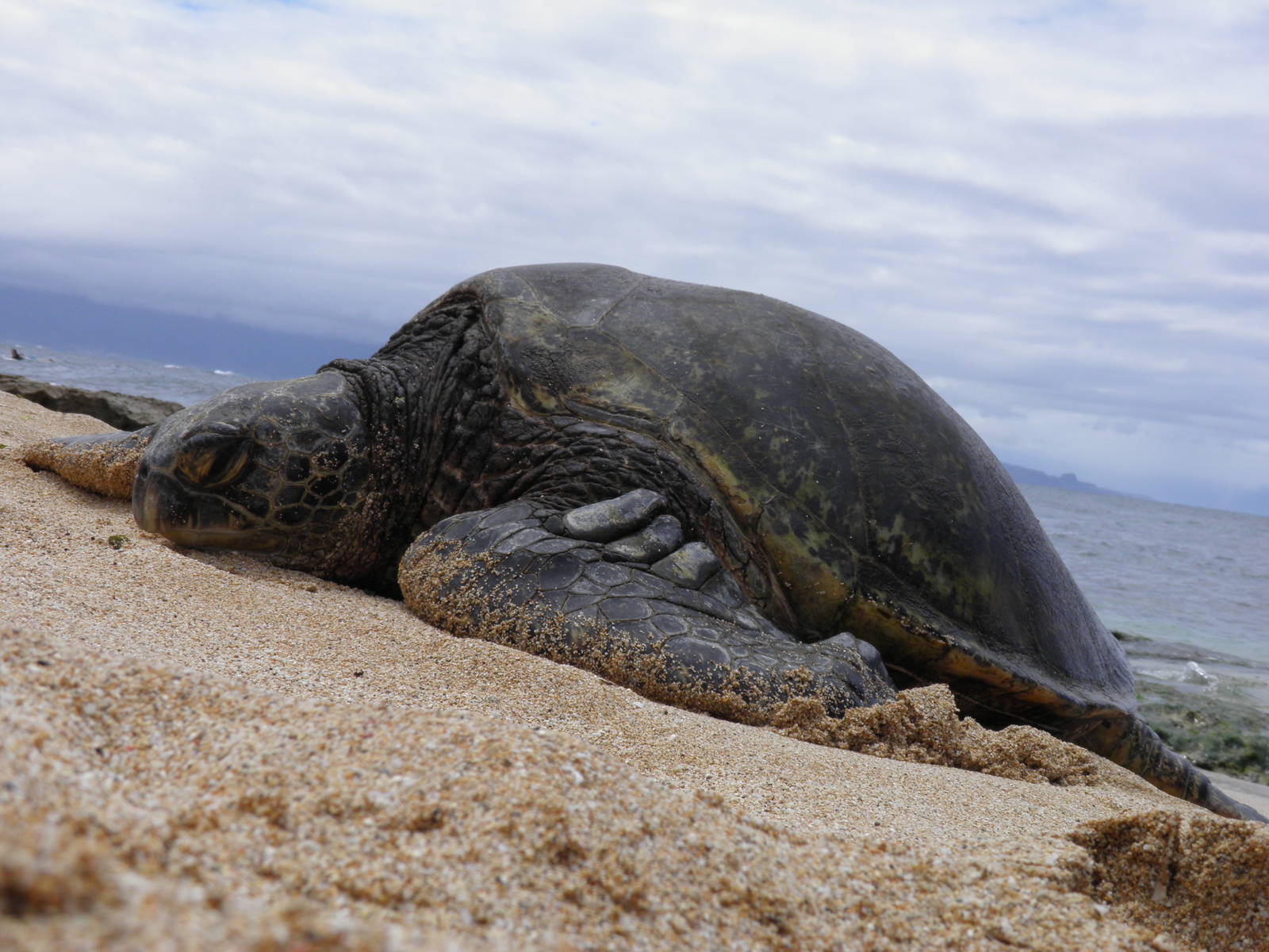 Green Sea Turtle Maui Hawaii