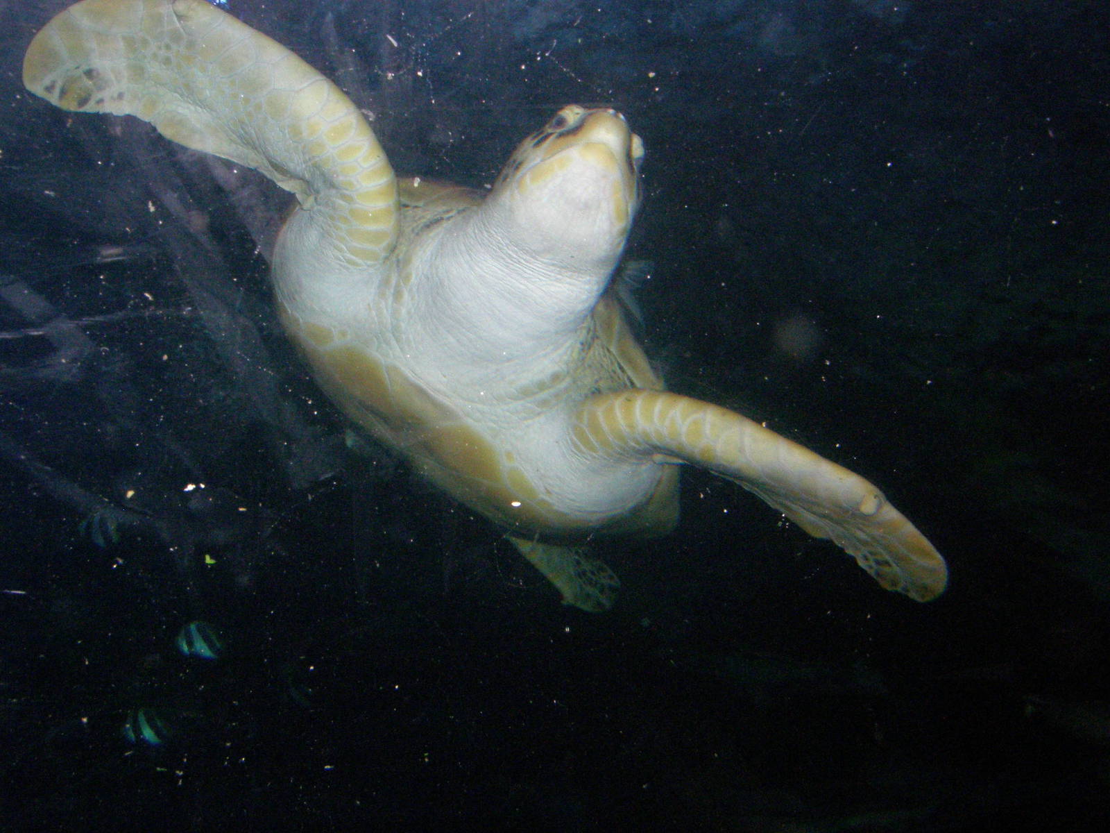 Green Sea Turtle - National Sea Life Centre