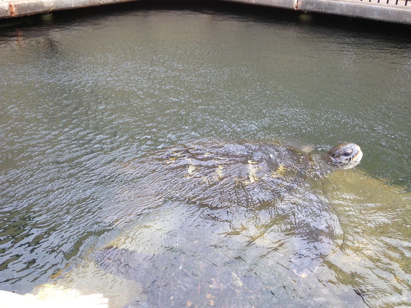 Green Sea Turtle - Neptune's Reefworld 2013