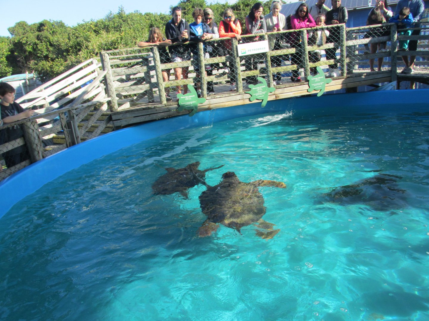 green sea turtle pen