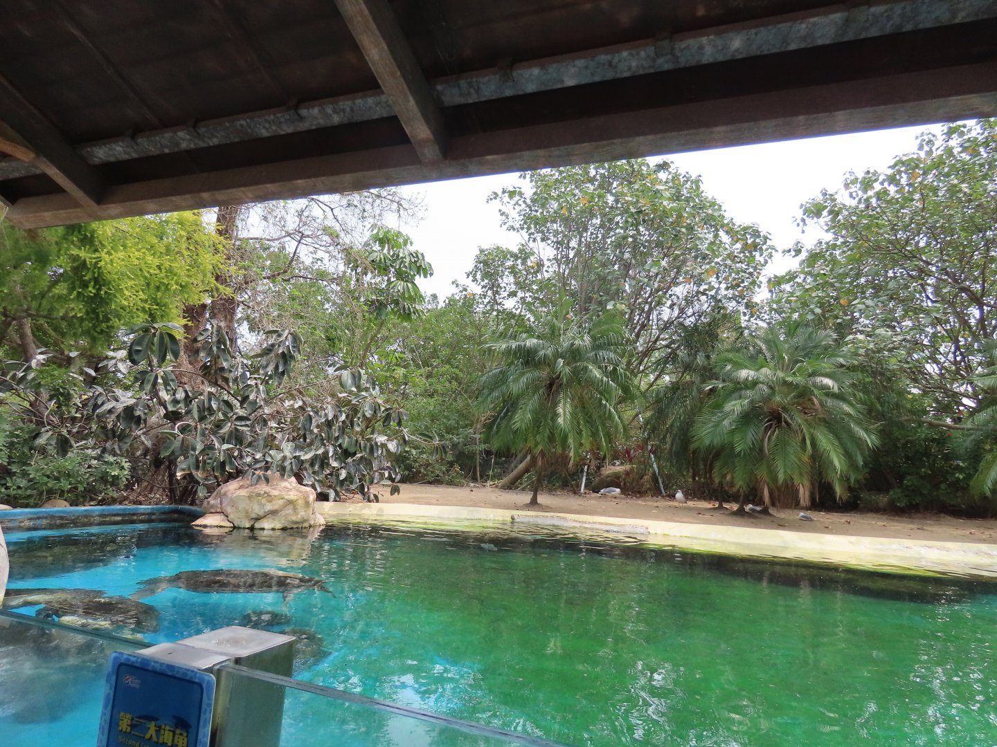 Green sea turtle+seagulls
