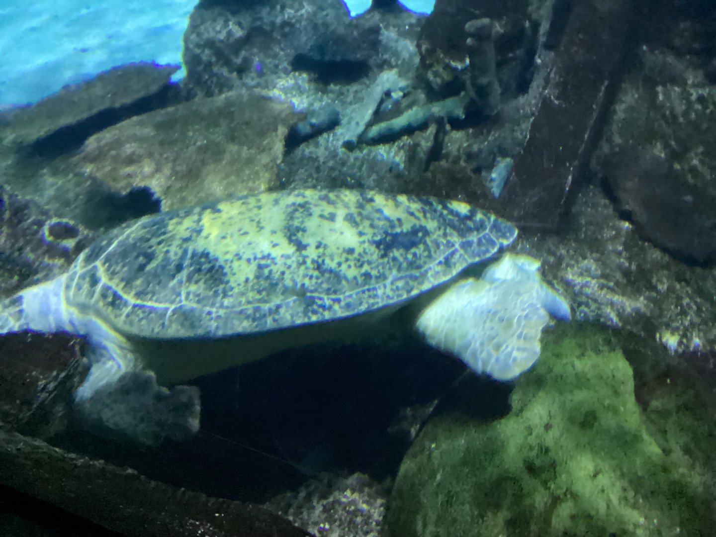 Green Sea Turtle - Seen December 20th 2024
