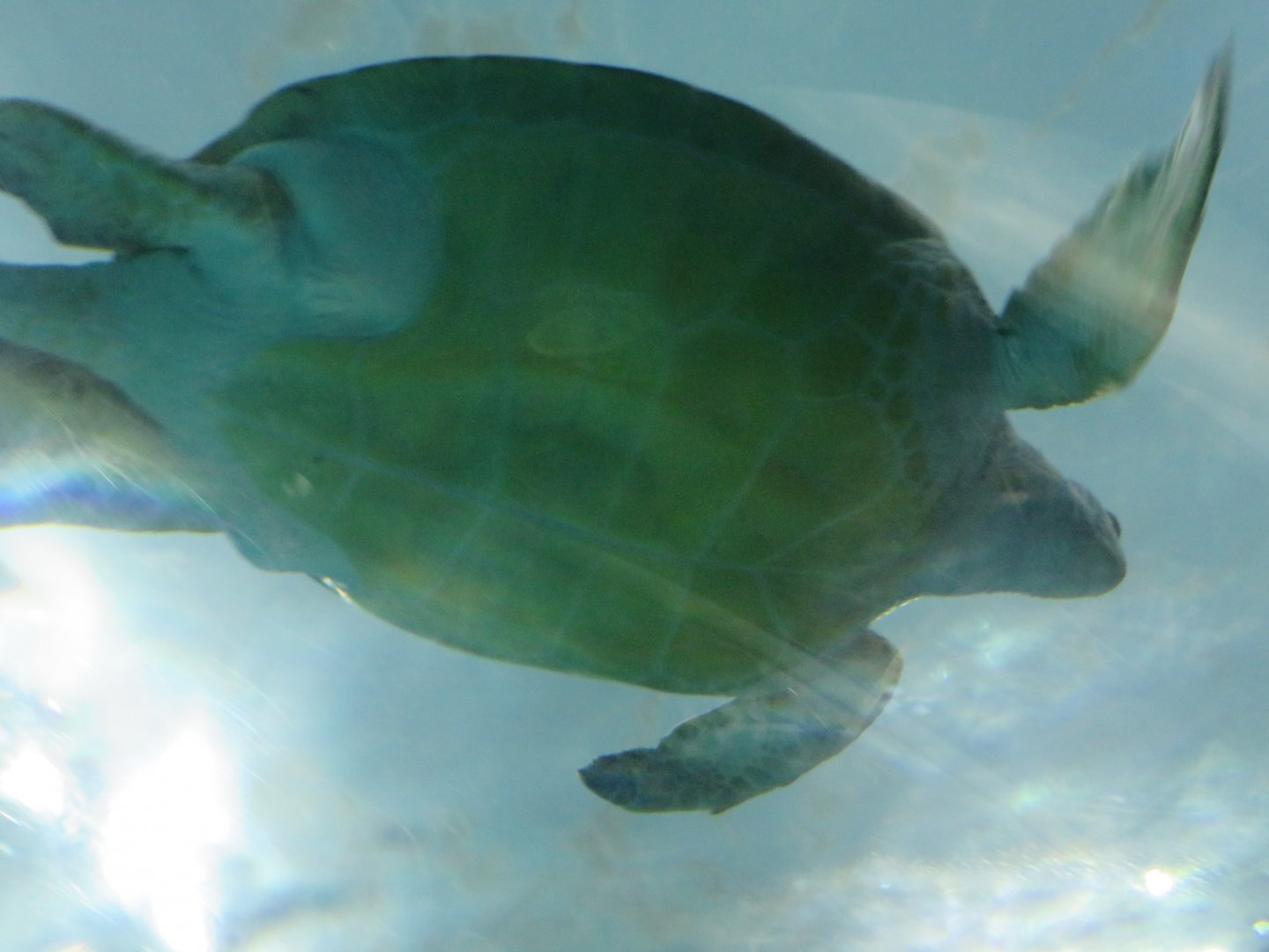 Green sea turtle swimming overhead