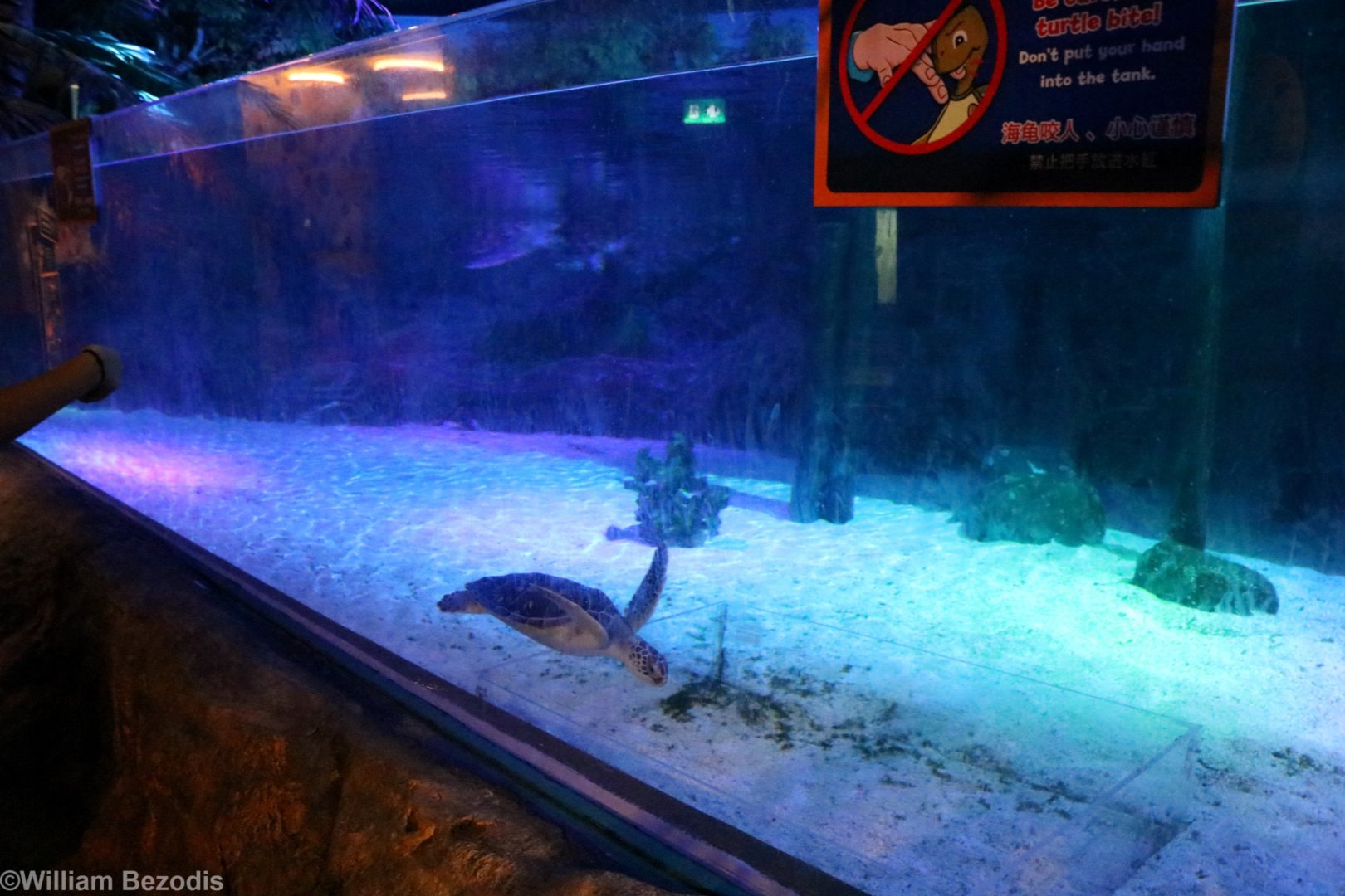 Green Sea Turtle Tank/Turtle