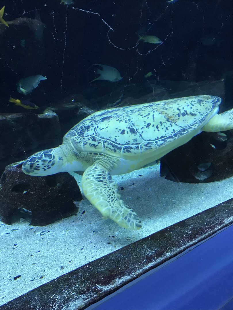 Green sea turtle-Tank