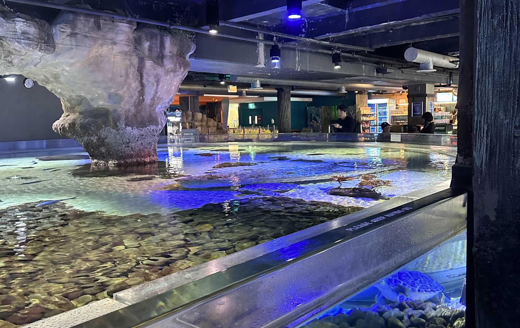 Green Sea Turtle Tank