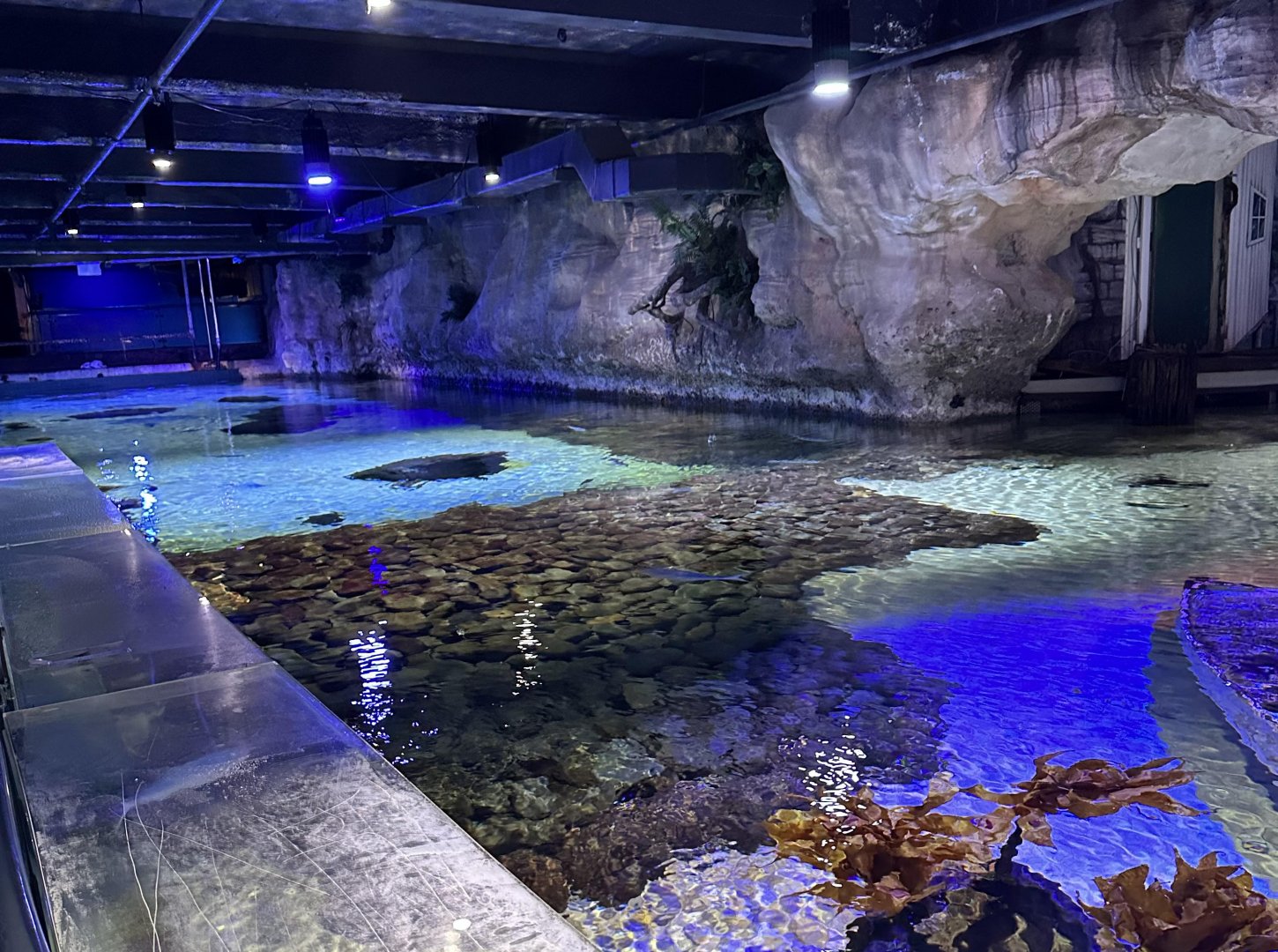 Green Sea Turtle Tank