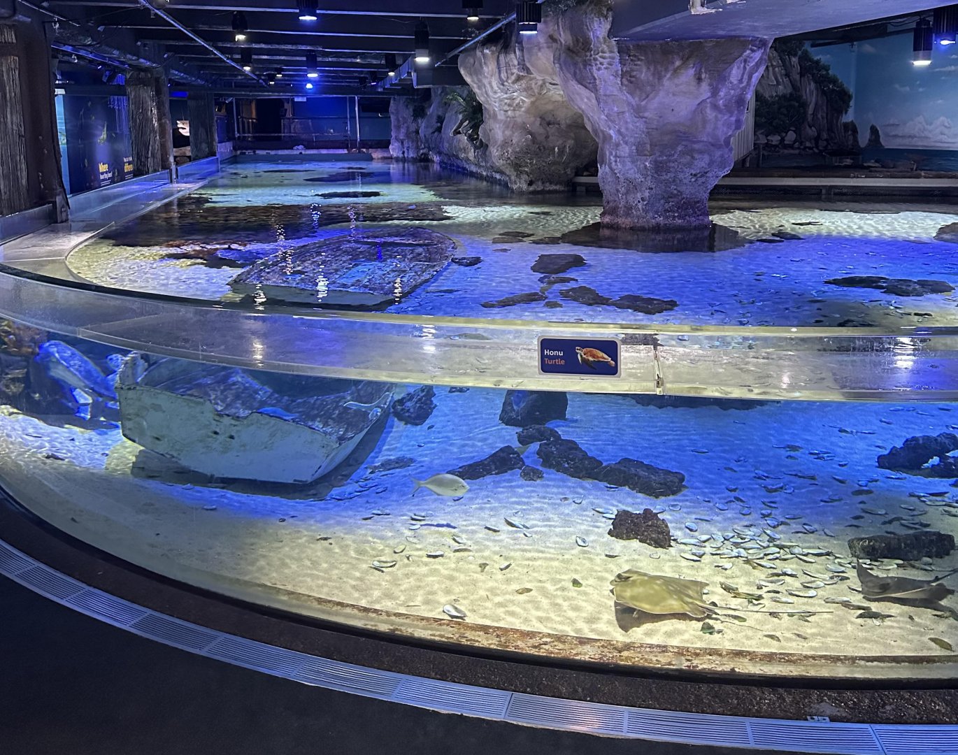Green Sea Turtle Tank