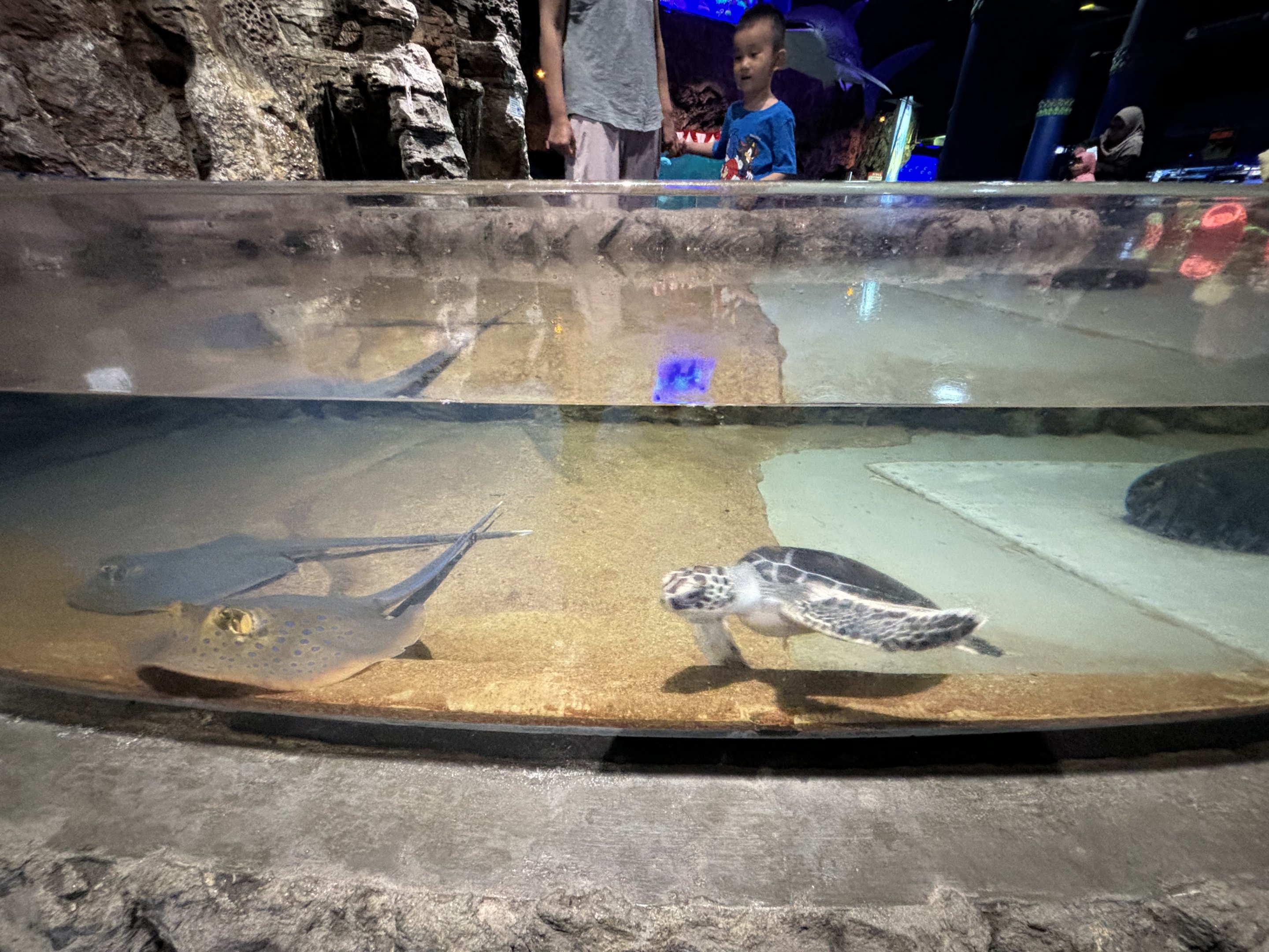 Green Sea Turtle Touch Tank