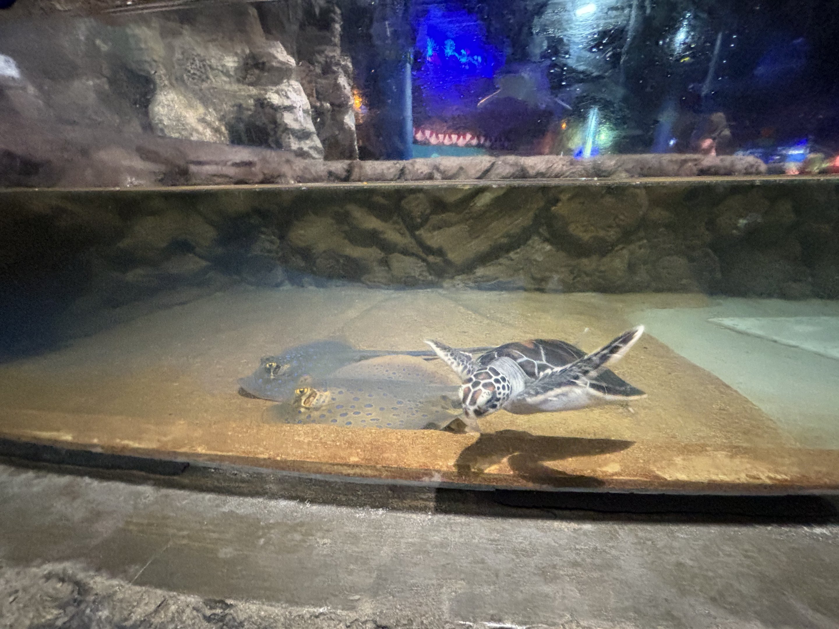 Green Sea Turtle Touch Tank