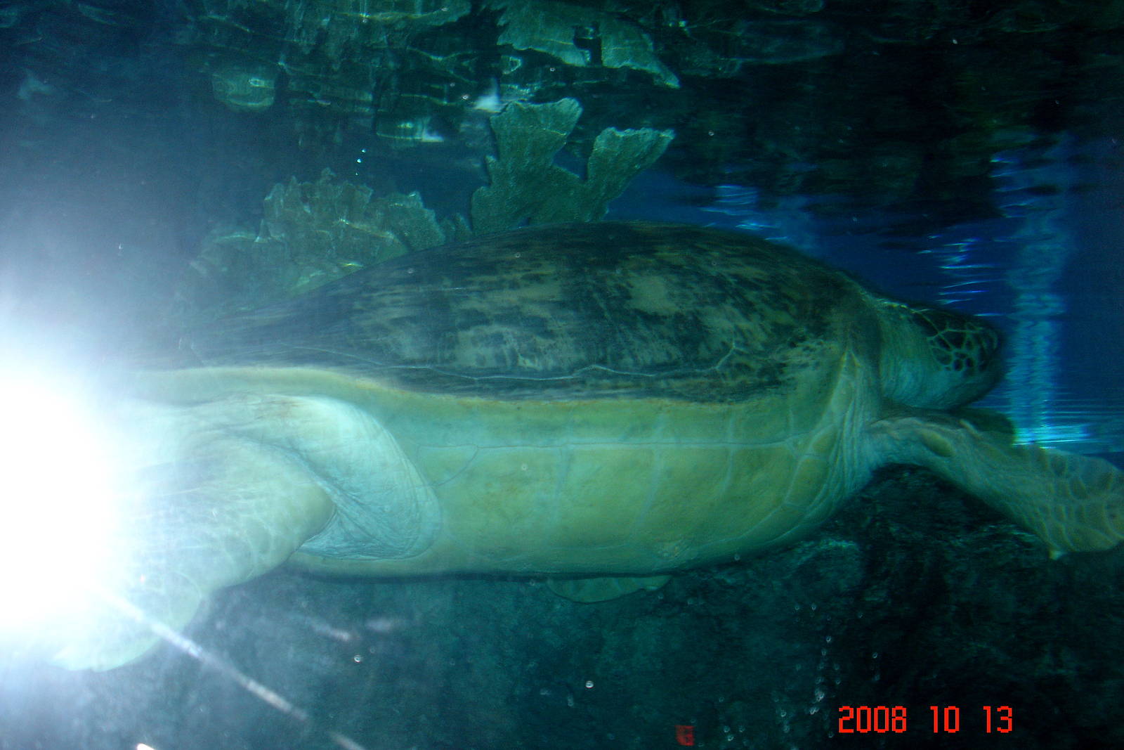 Green Sea Turtle