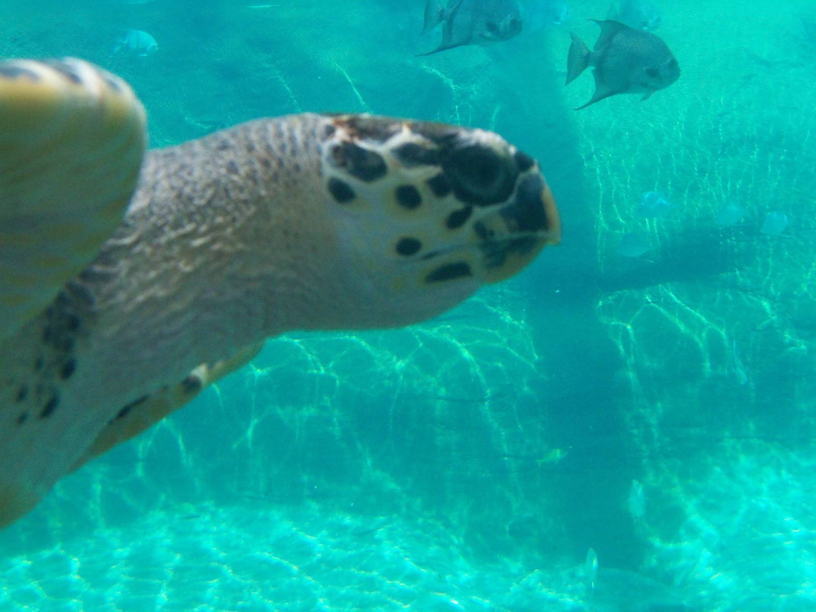Green Sea Turtle