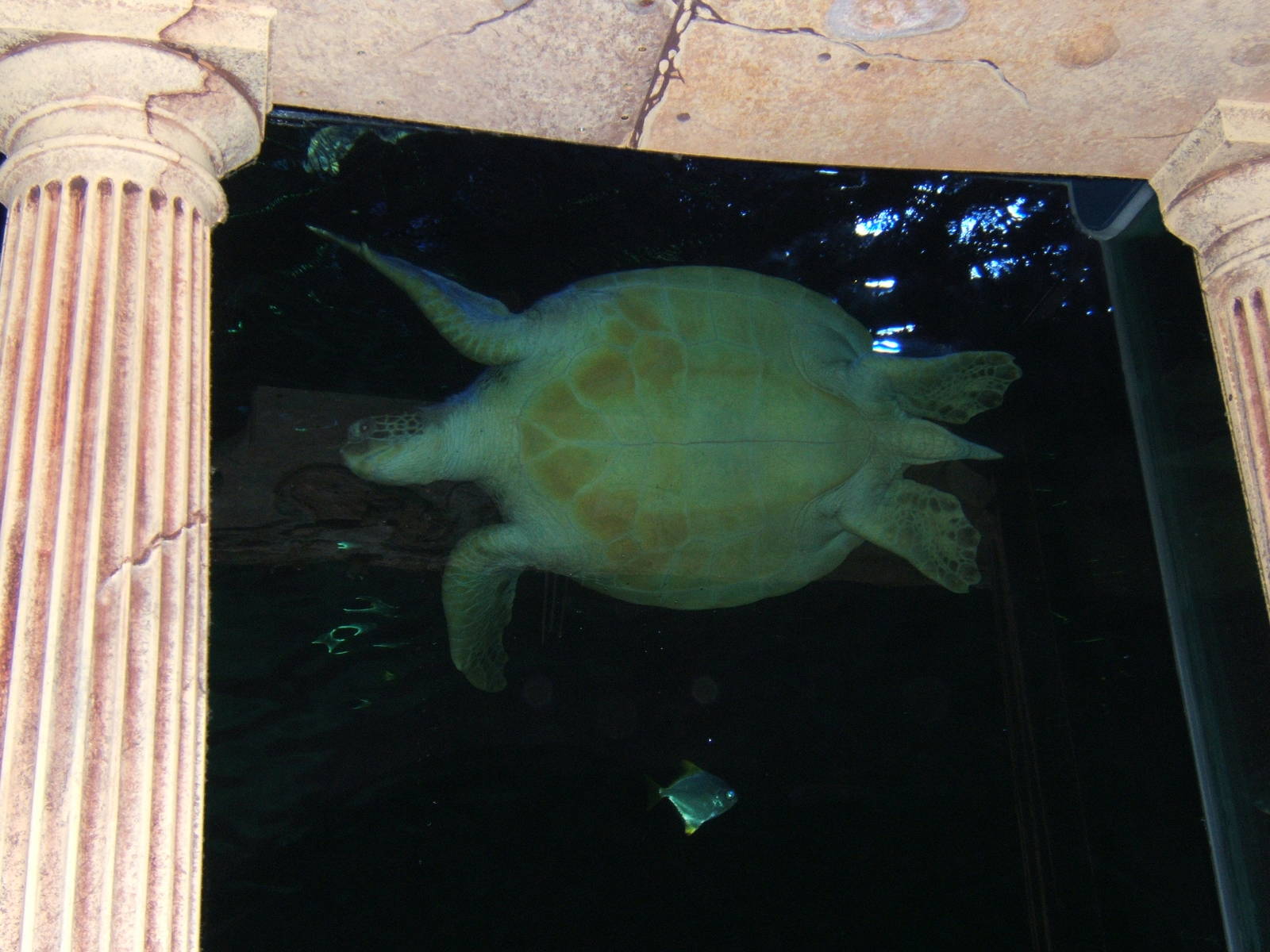 Green Sea Turtle