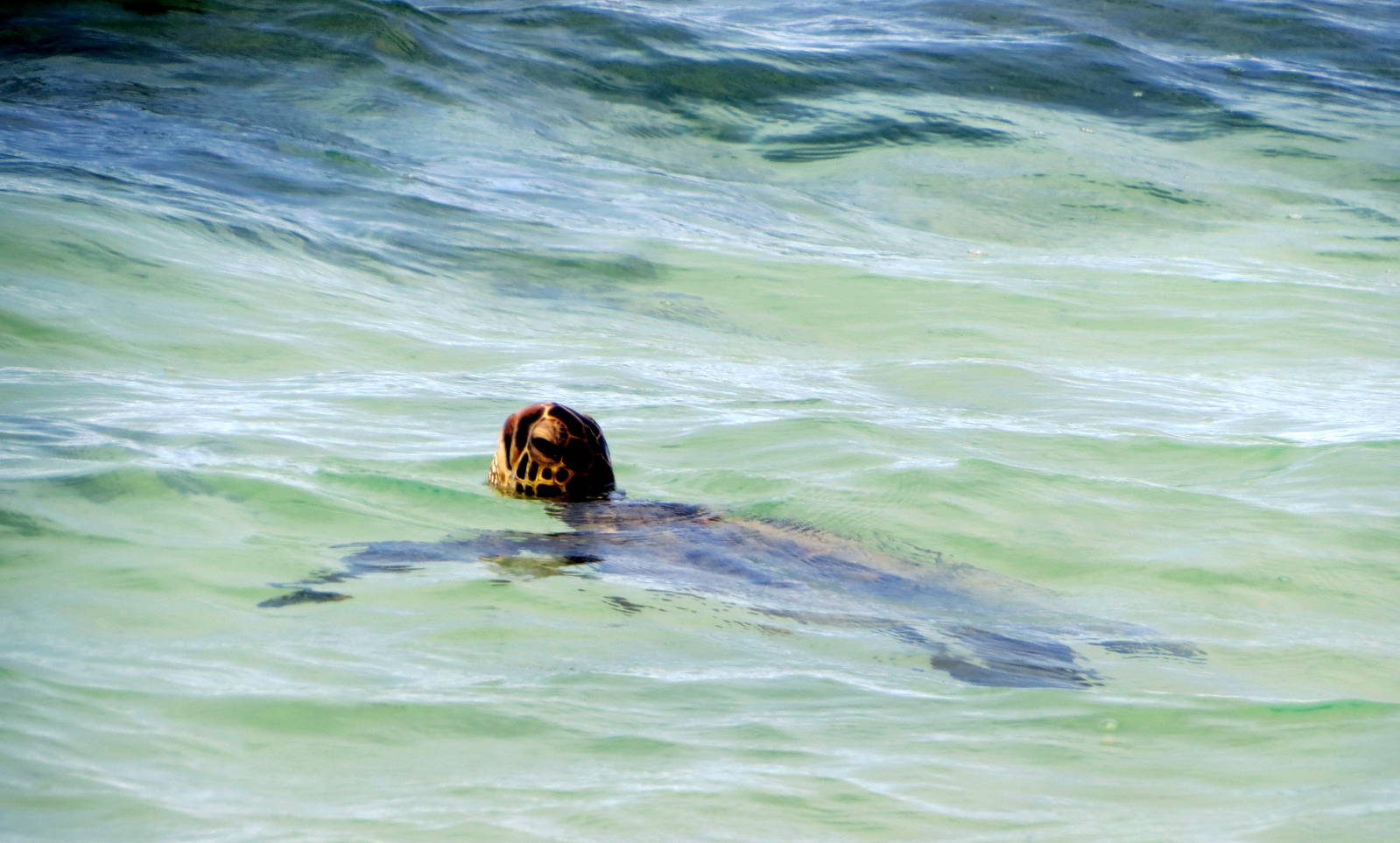 Green Sea Turtle