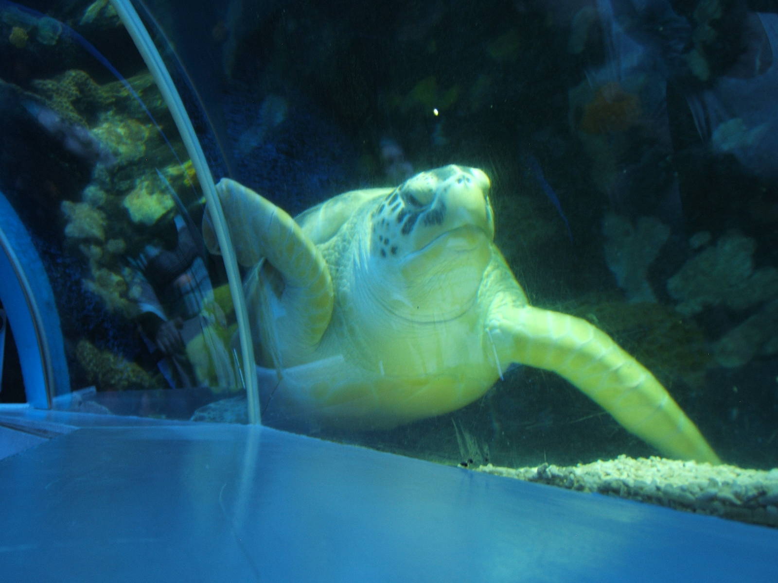 Green Sea Turtle