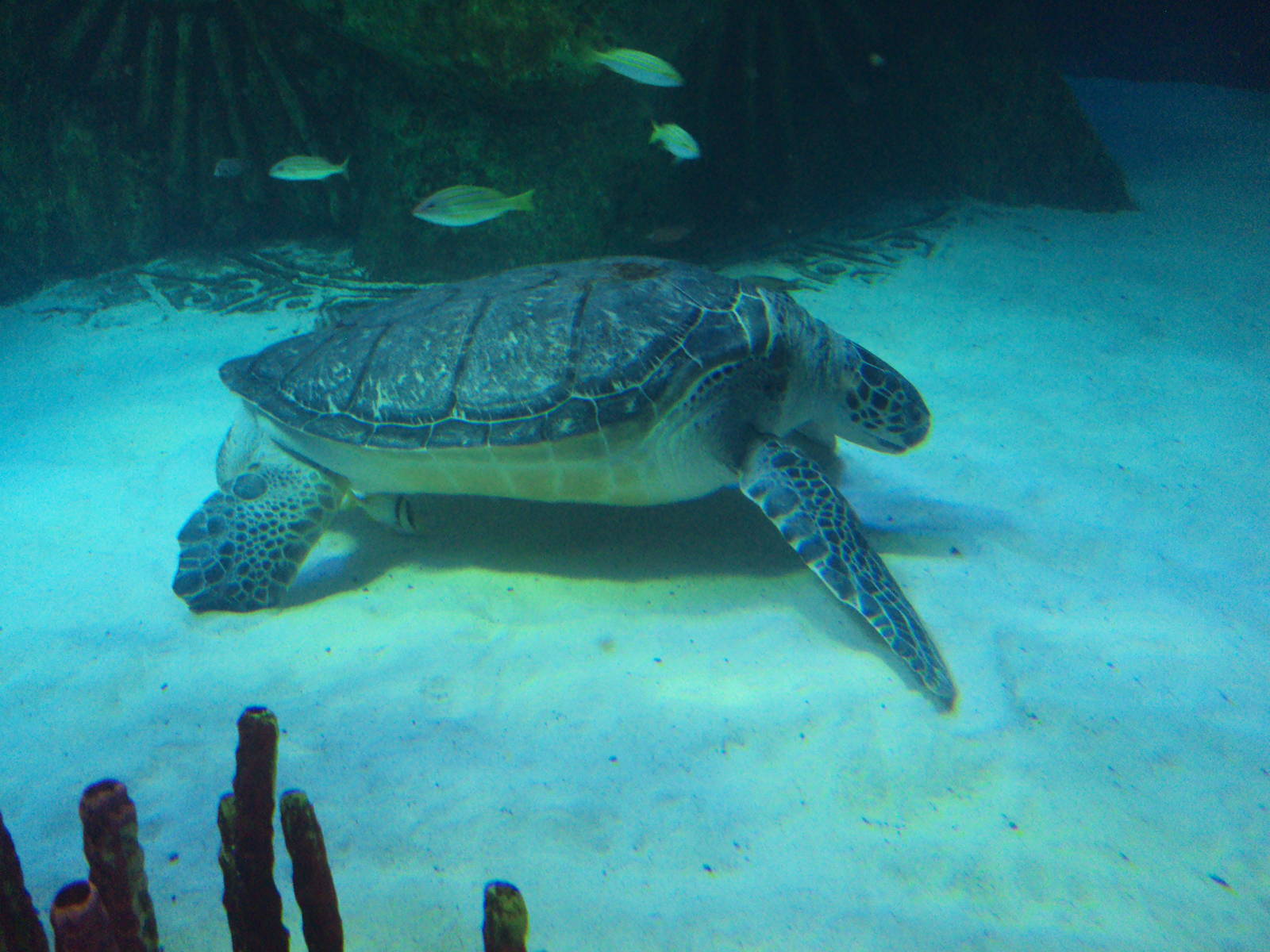 Green Sea Turtle