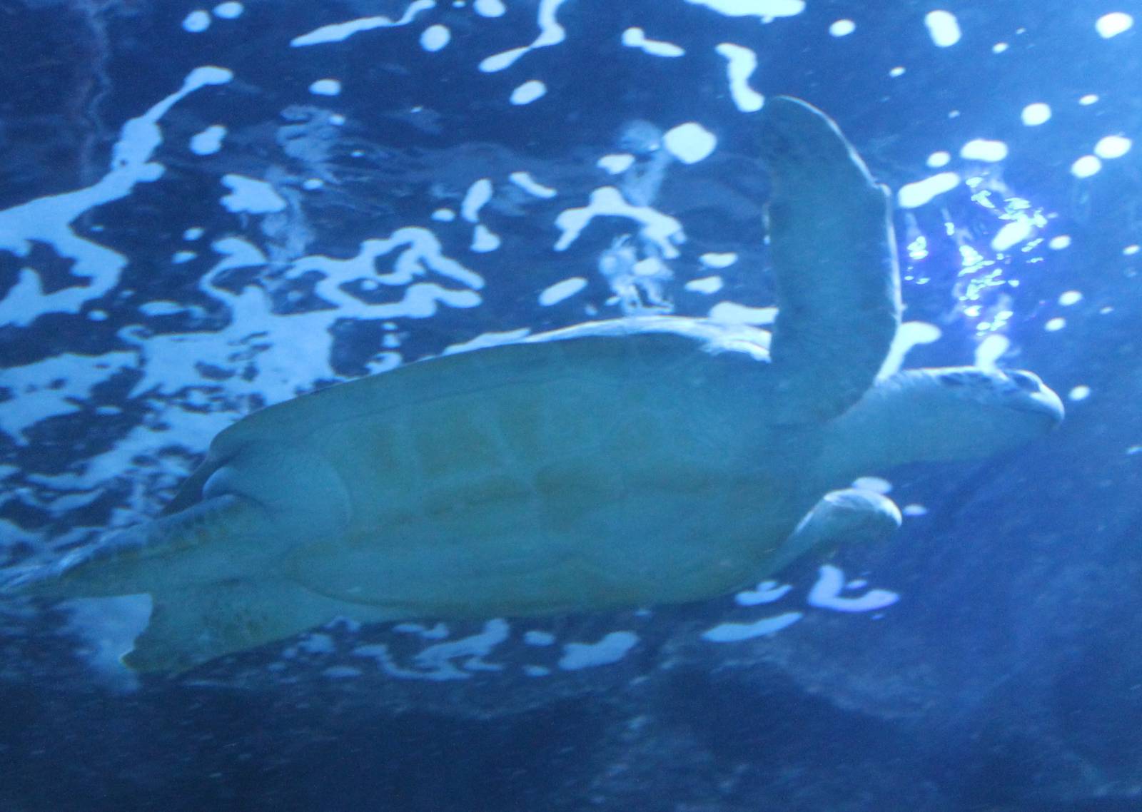 Green sea turtle