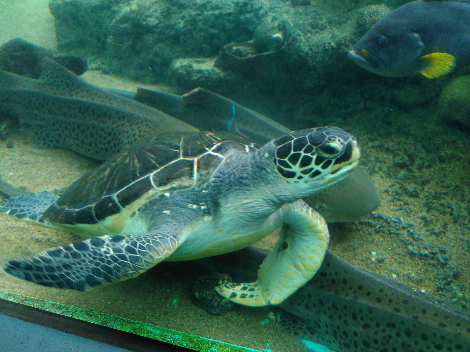 Green sea turtle