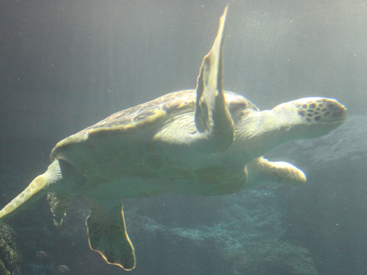 Green sea turtle