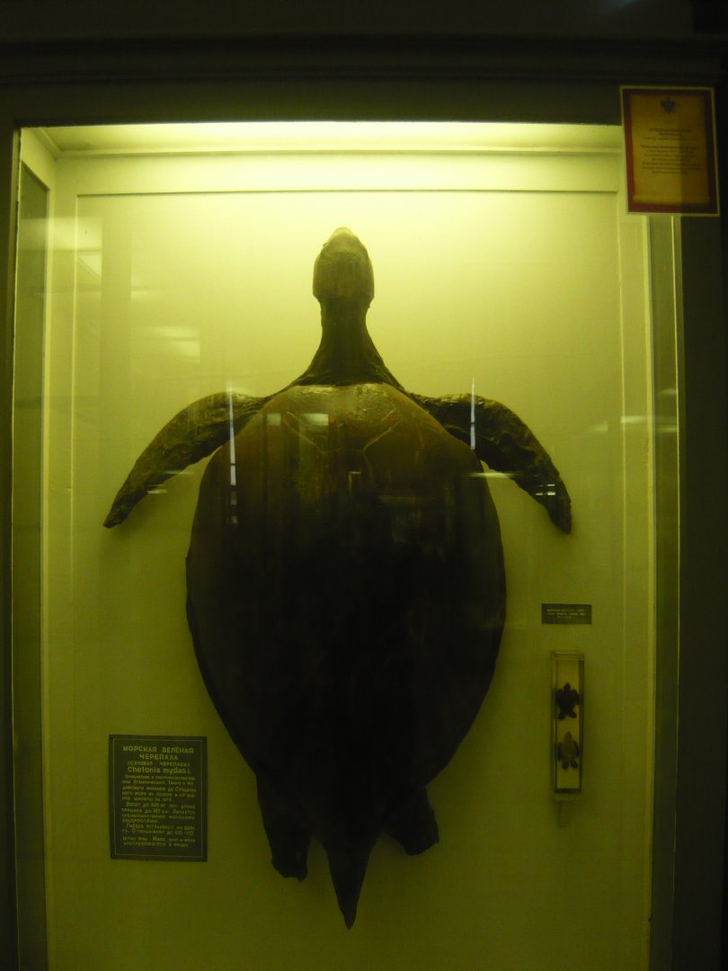 Green sea turtle