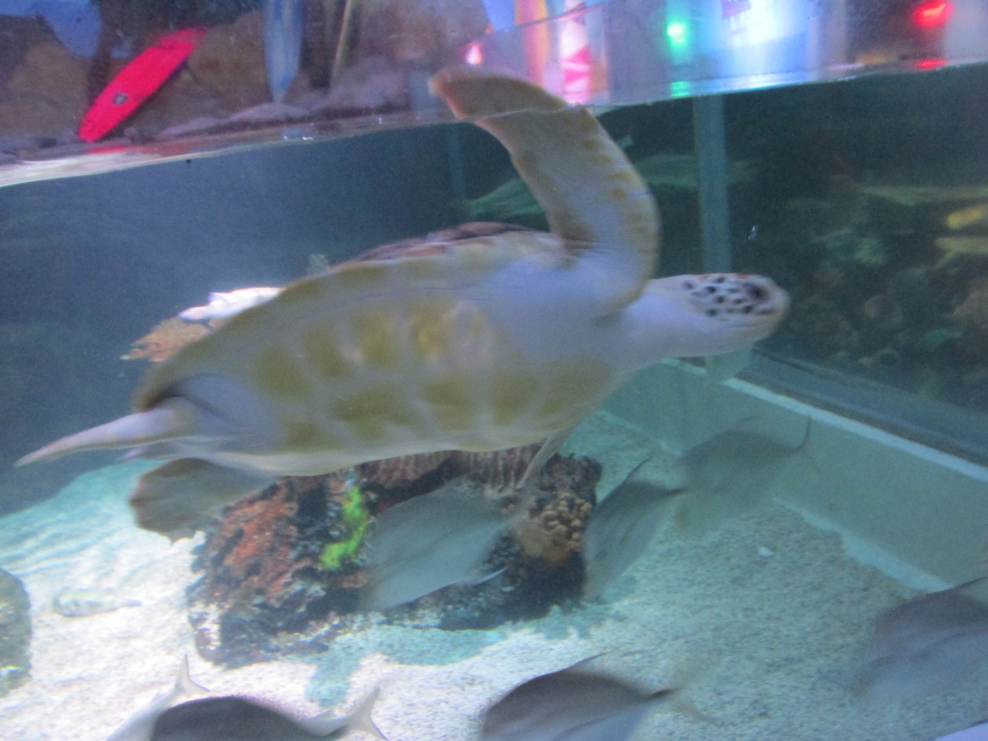 green sea turtle