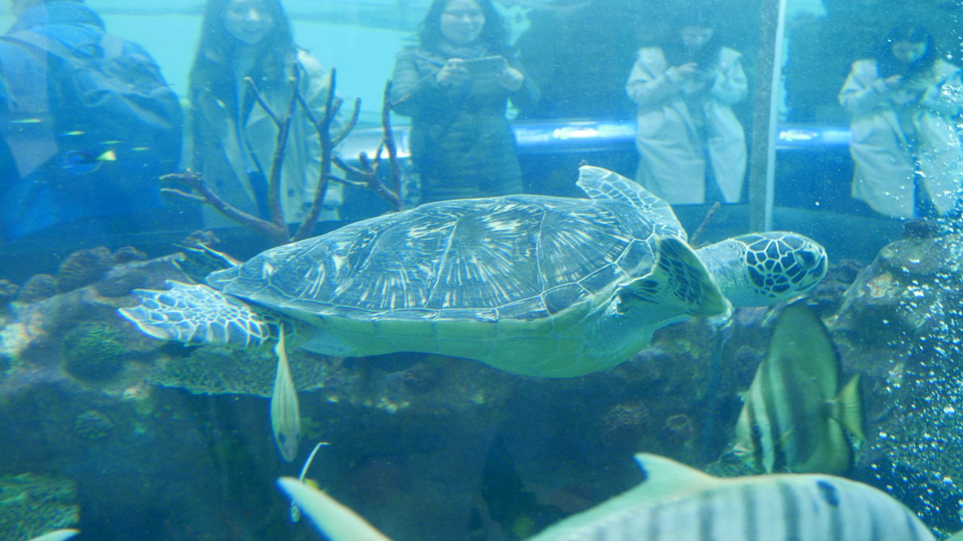 Green Sea Turtle