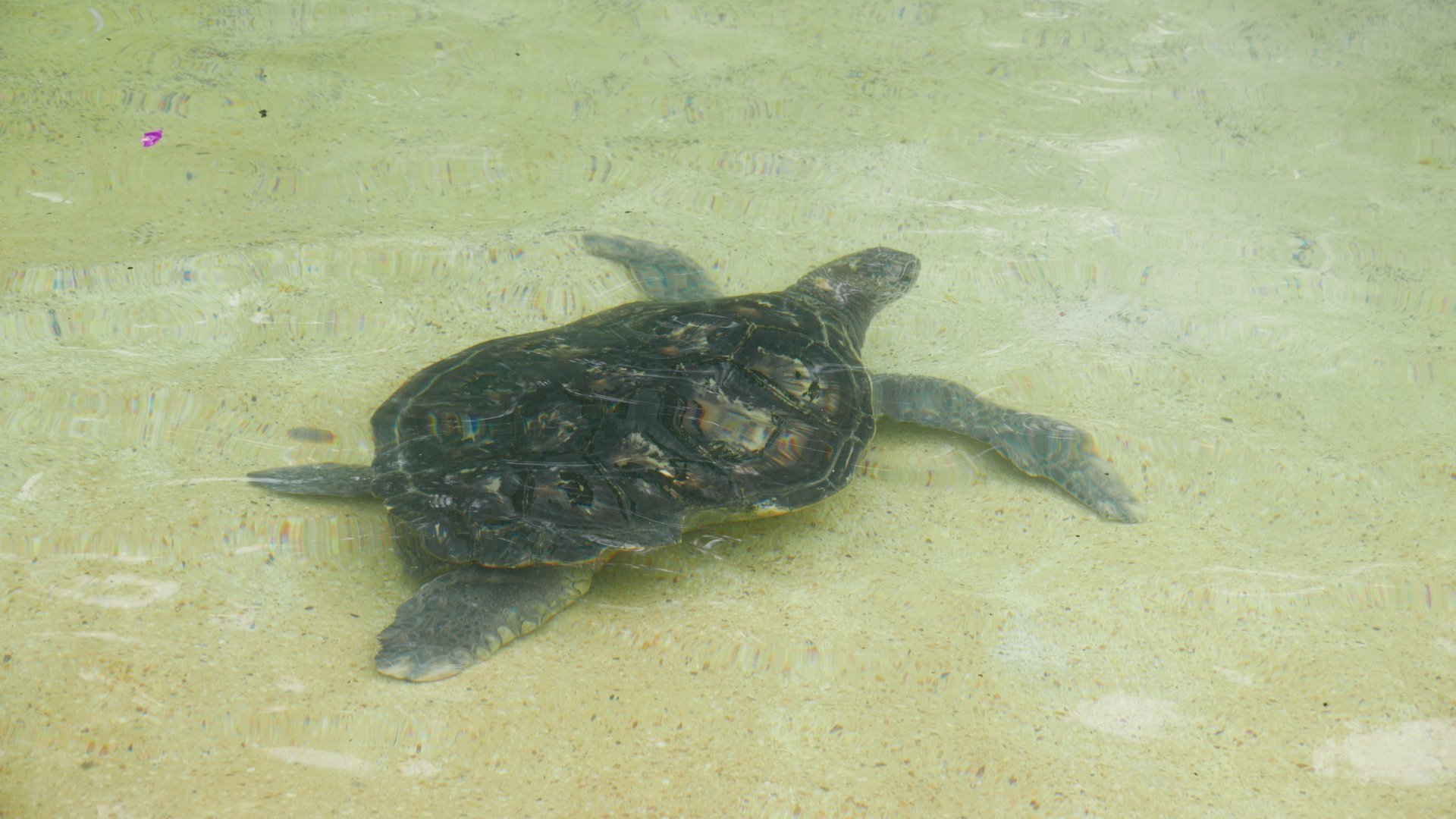 Green Sea Turtle