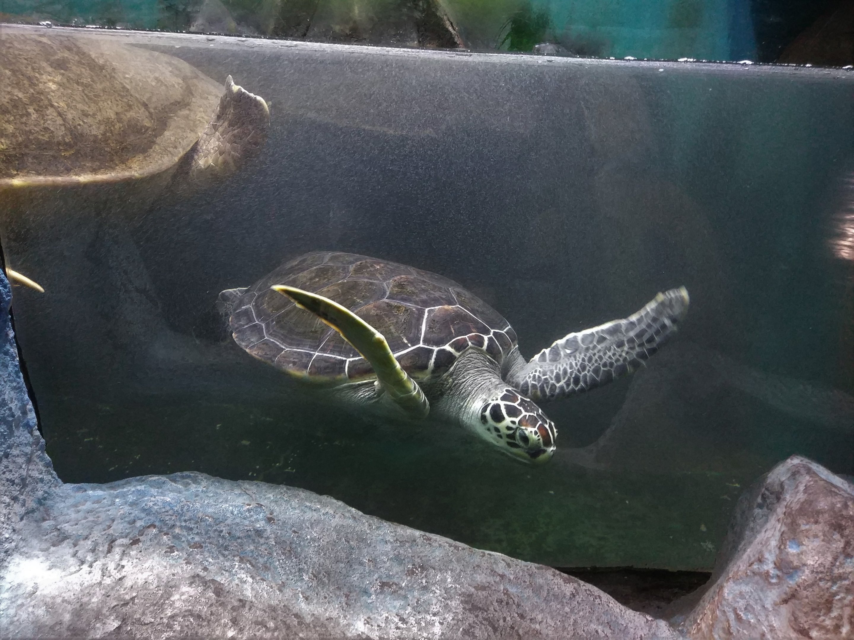 Green Sea Turtle