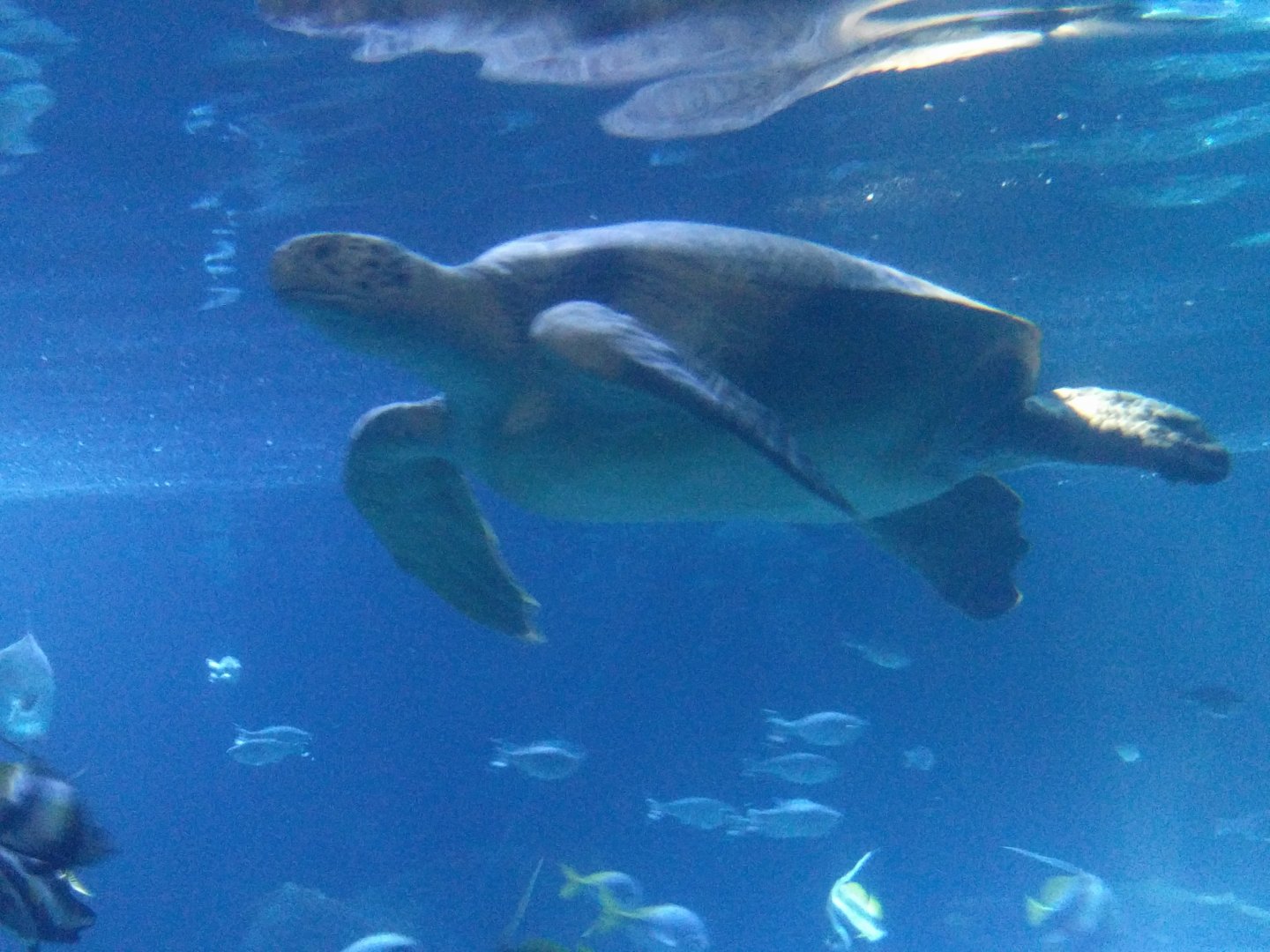 Green Sea turtle