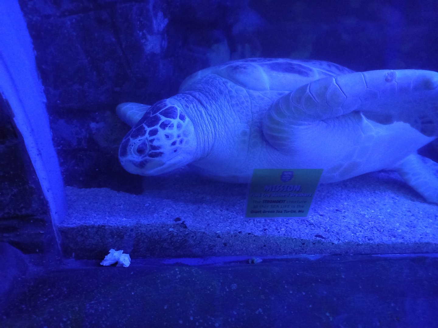 Green Sea Turtle