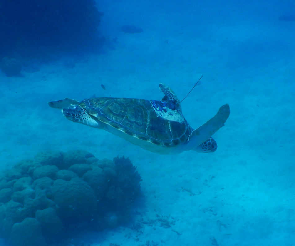 Green Sea Turtle