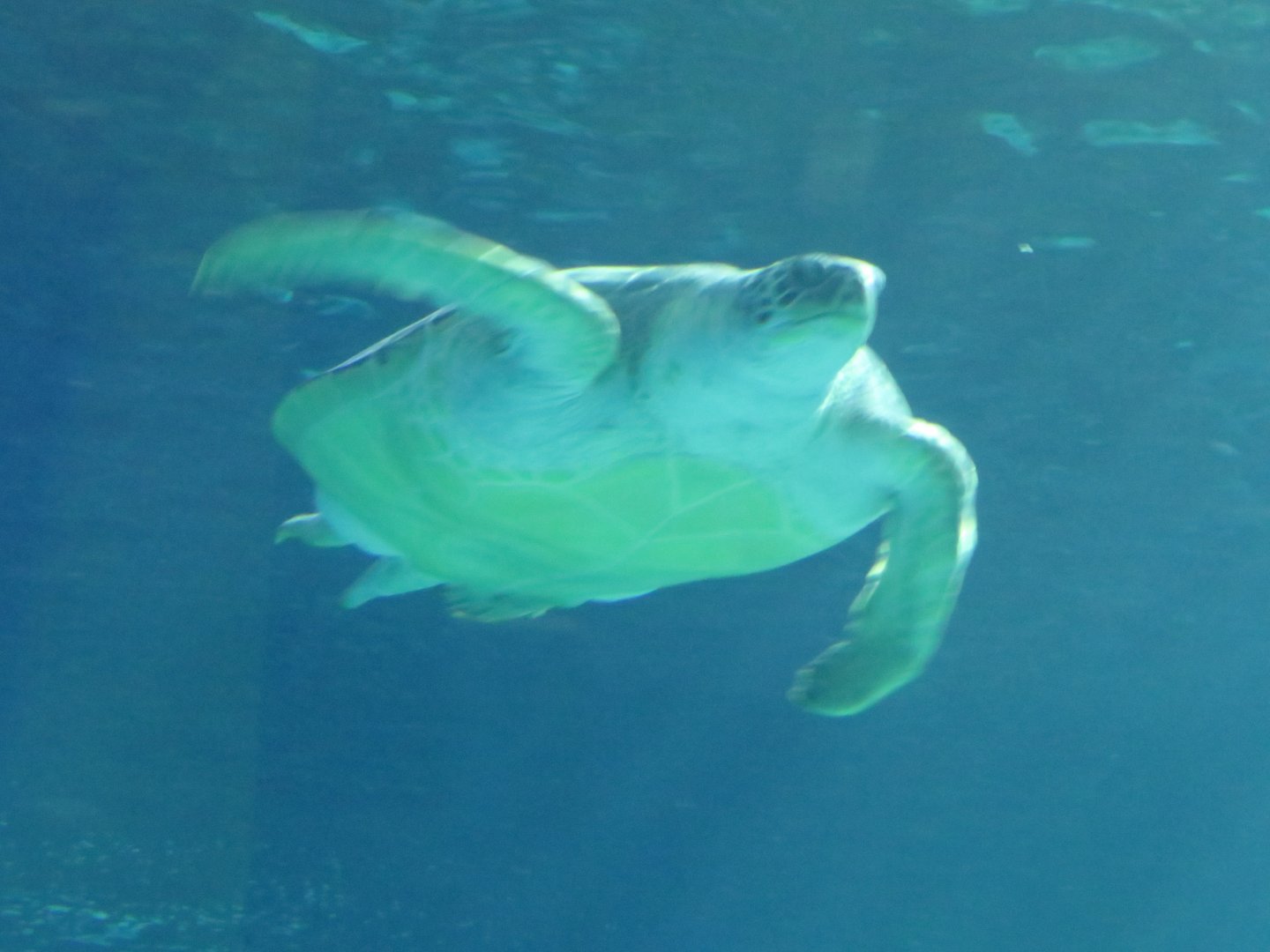 Green sea turtle