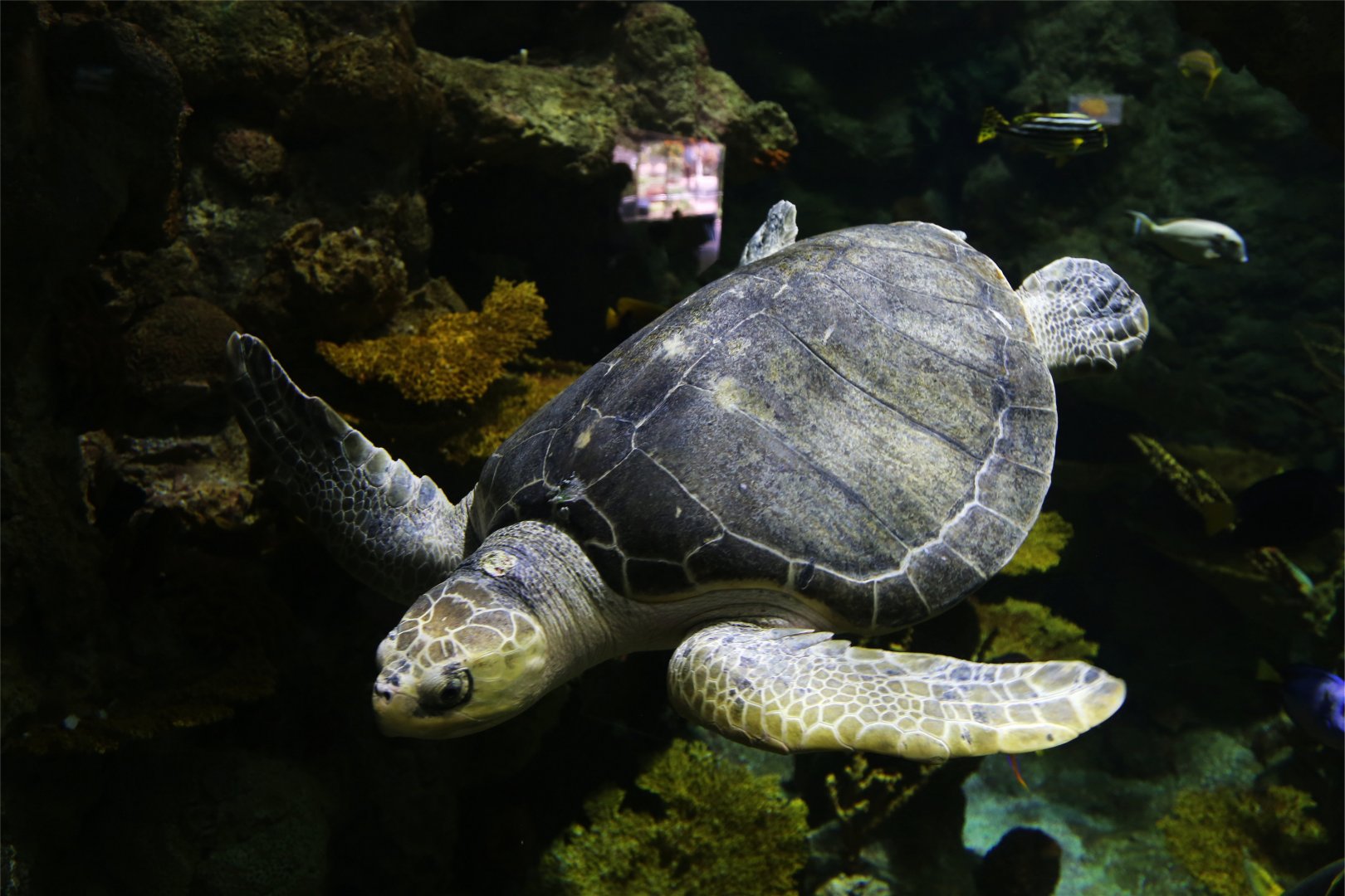 Green Sea Turtle