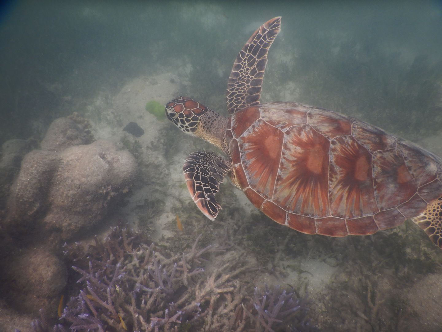 Green Sea Turtle