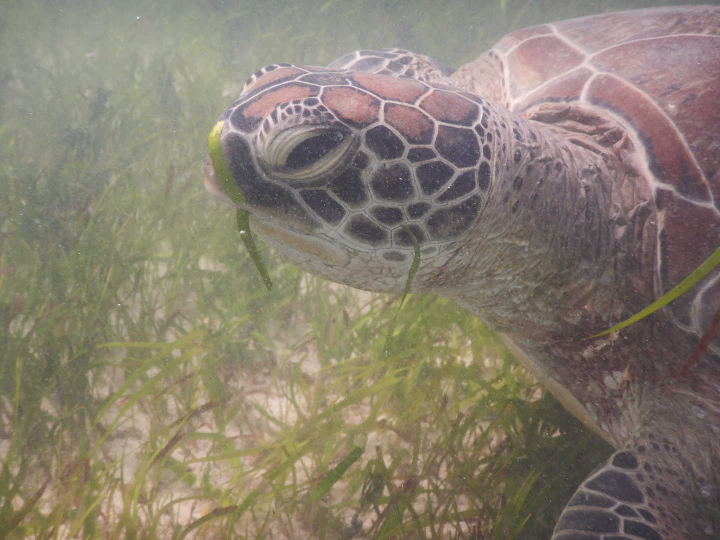 Green Sea Turtle