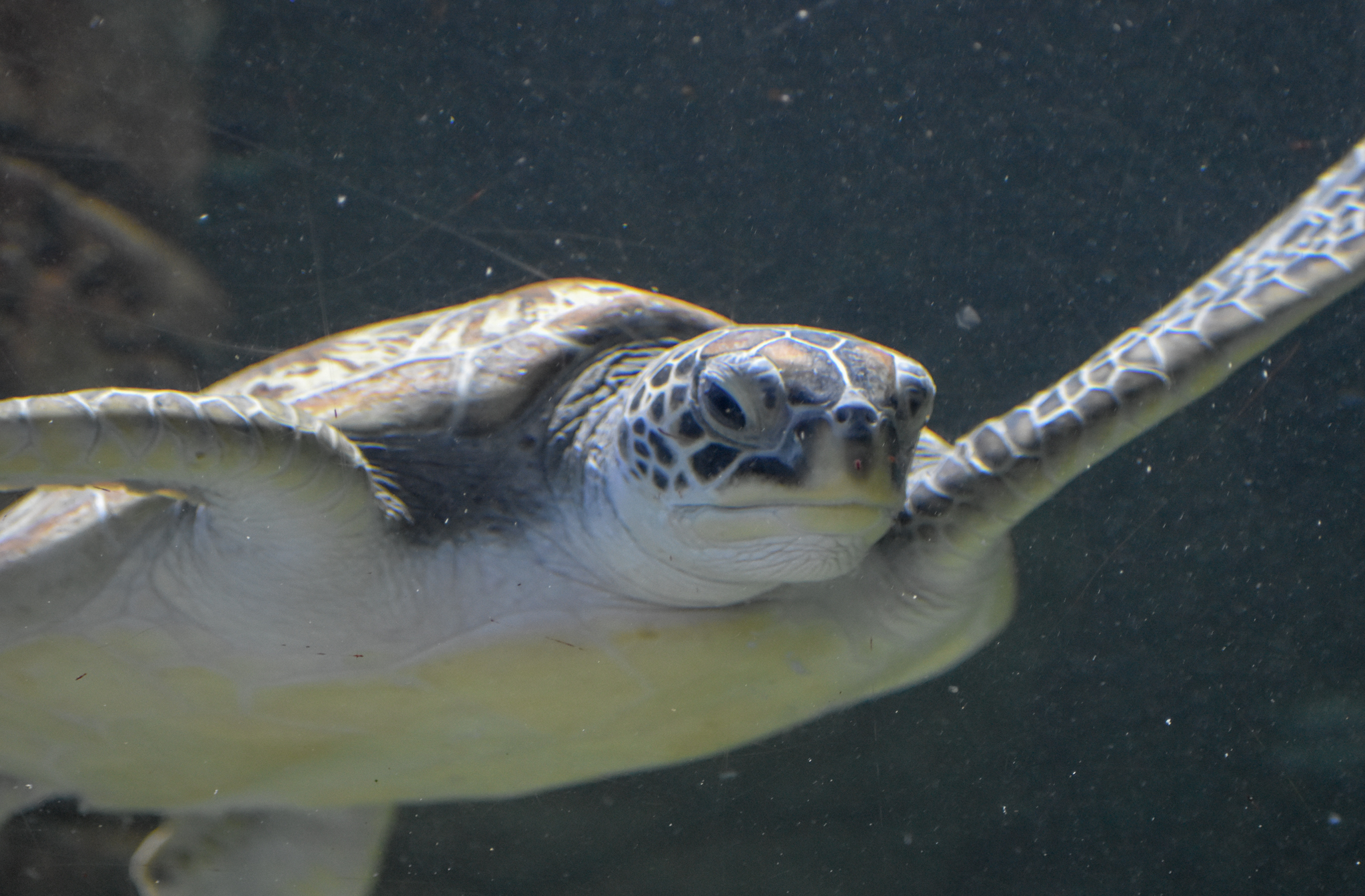 Green Sea Turtle