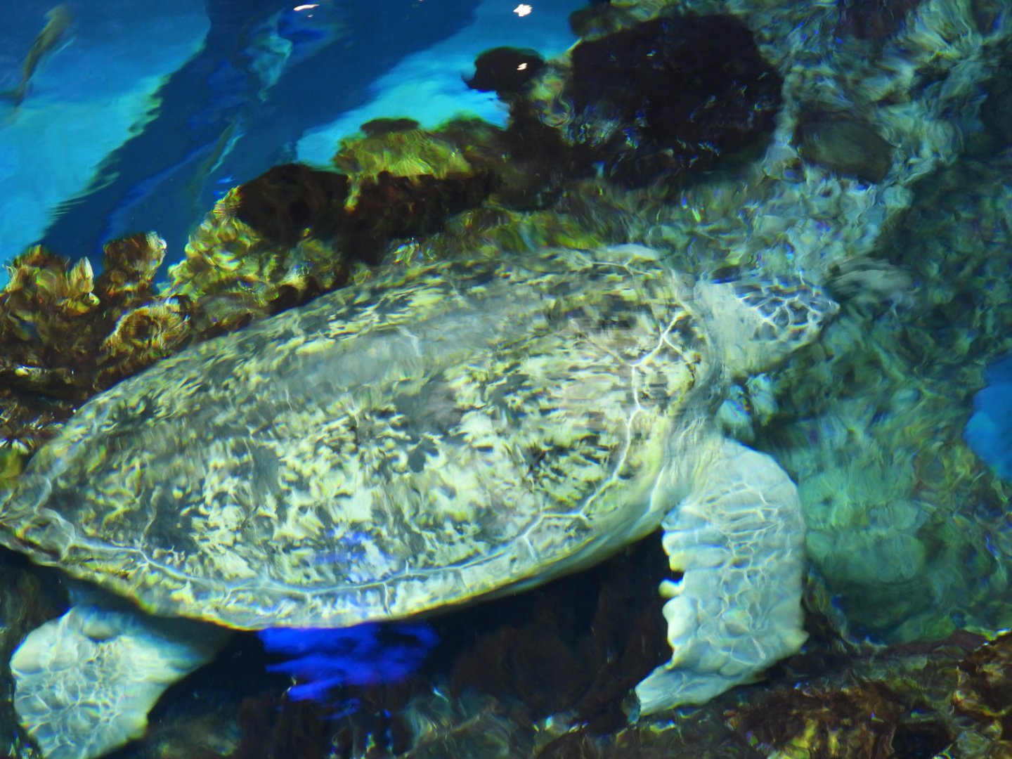 Green sea turtle