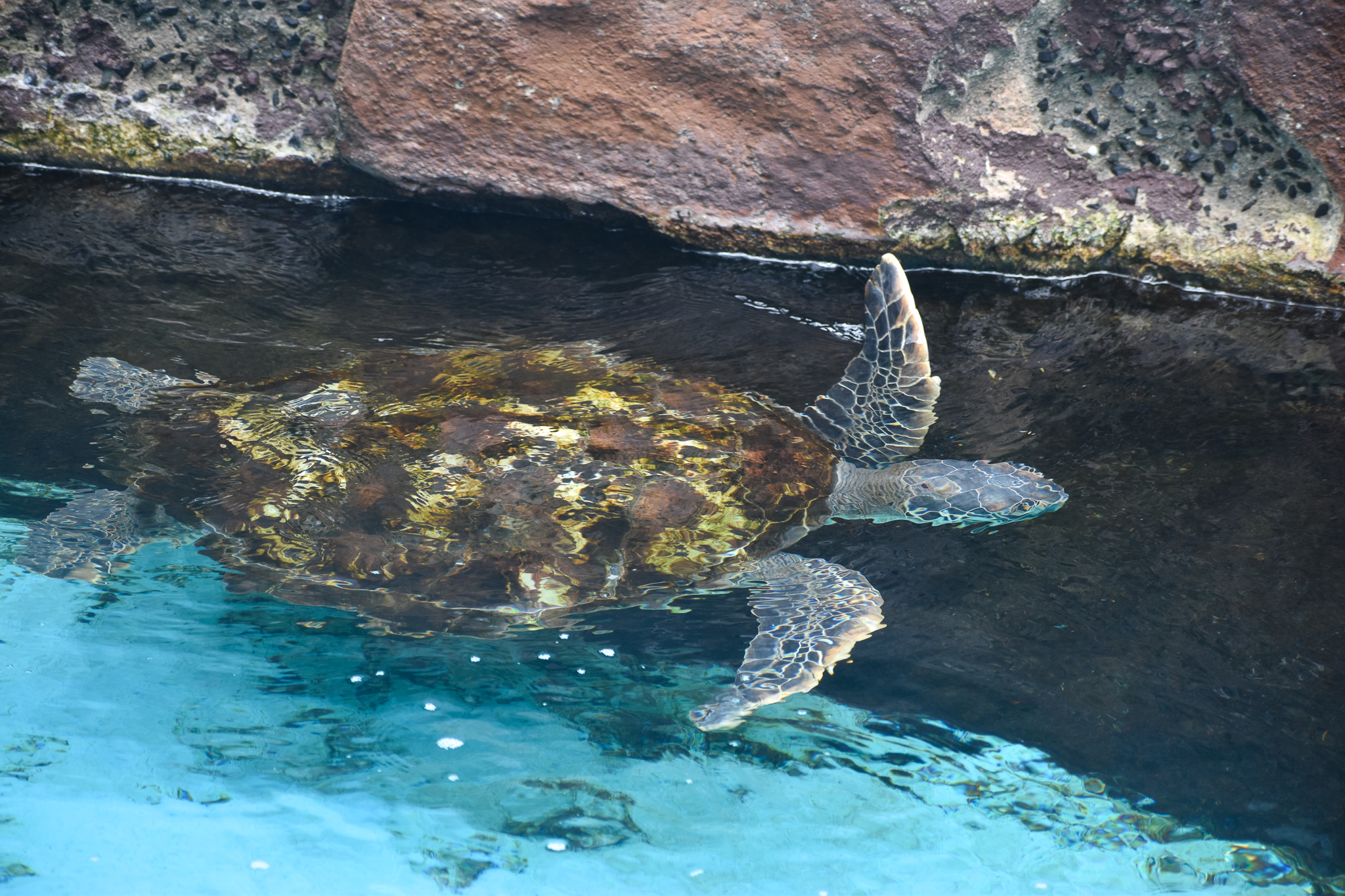 Green Sea Turtle