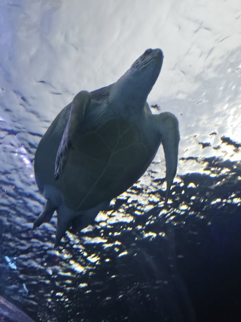 Green sea turtle