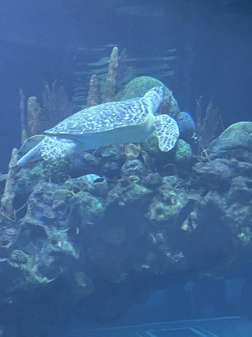 Green Sea Turtle