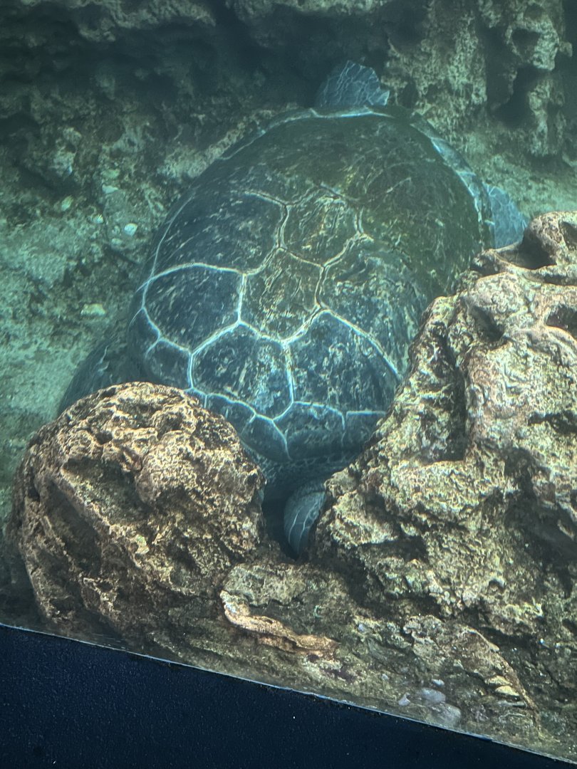 Green Sea Turtle